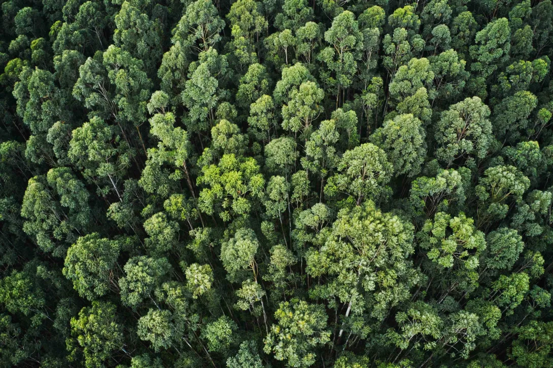 Forêt vue de haut représentant l'écologie